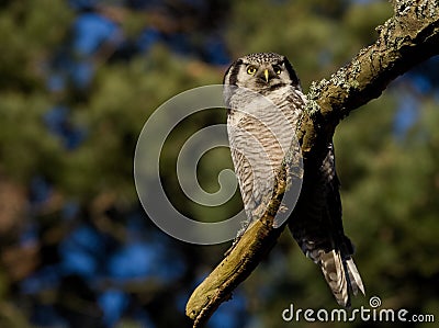 Hawk Owl Stock Photo