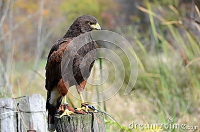 Hawk Perch Stock Photo