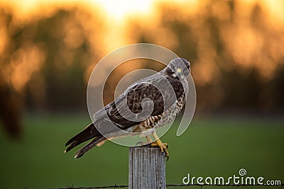 A Hawk perches on a fencepost Stock Photo