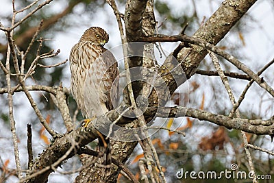 Hawk perches on a tree branch, its talons tucked in close to its body Stock Photo