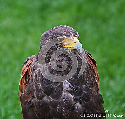 Hawk Stock Photo