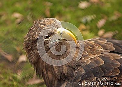 Hawk. Stock Photo