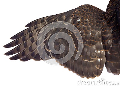 Hawk`s wing isolated on a white background Stock Photo