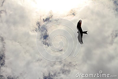 Hawk Silhouette Flying in the Clouds Stock Photo