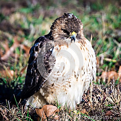 Hawk sitting in backyard on green lawn Stock Photo