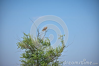 hawk sitting on a tree in a field Stock Photo