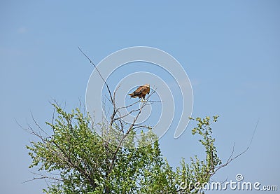 hawk sitting on a tree in a field Stock Photo