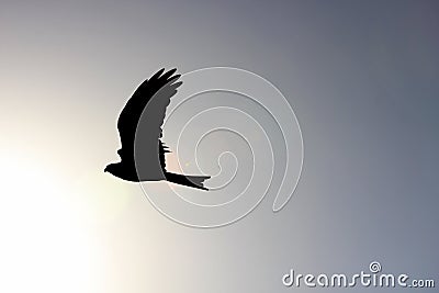 Hawk Soaring in the Sky Stock Photo