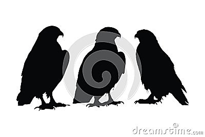 Hawk standing in different positions, silhouette set vector. Adult hawk silhouette collection on a white background. Carnivore Vector Illustration