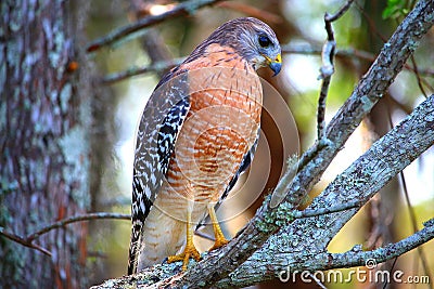Hawk standing on the tree limb Stock Photo