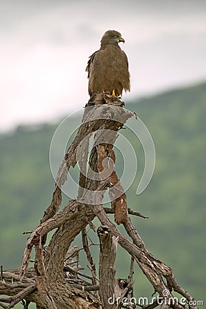 Hawk in tree in Umfolozi Game Reserve, South Africa, established in 1897 Stock Photo