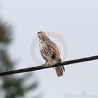 Hawk on a Wire Stock Photo