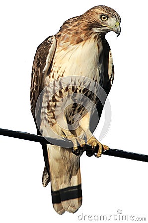 Hawk on a Wire Stock Photo