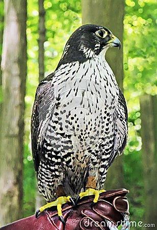 Hawk In The Zoo Stock Photo