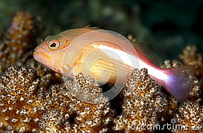 Hawkfish on coral Stock Photo