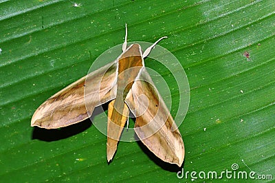 Hawkmoth on green leaf Stock Photo