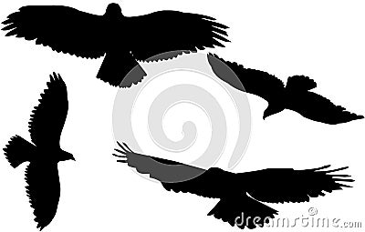 Hawks in silhouette Vector Illustration