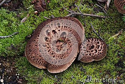 Hawks Wing Mushroom Stock Photo