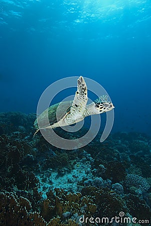 Hawksbill Sea Turtle Stock Photo