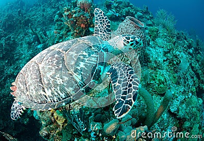 Hawksbill sea turtle Stock Photo