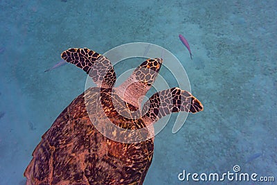 Hawksbill Sea Turtle in Barbados Stock Photo