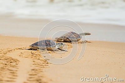 Hawksbill sea turtle on the beach. Stock Photo