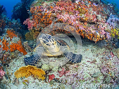 Hawksbill sea turtle, Chelonia mydas. Misool, Raja Ampat, Indonesia Stock Photo