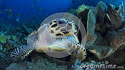 Hawksbill sea turtle Stock Photo