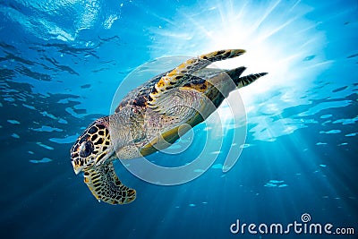 Hawksbill sea turtle dive down into the deep blue ocean Stock Photo