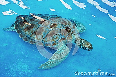 Hawksbill sea turtle Eretmochelys imbricata is critically endangered sea turtle Stock Photo
