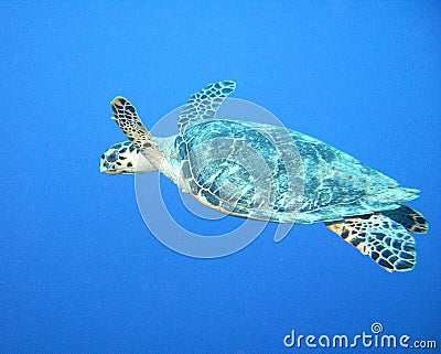 Hawksbill turtle Stock Photo