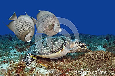 Hawksbill Turtle and Gray Angelfish Stock Photo