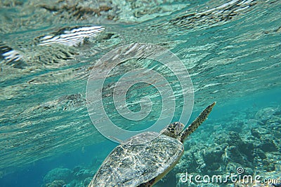 Hawcksbill sea turtle Eretmochelys imbricata Stock Photo
