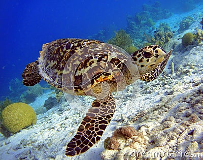 Hawksbill Turtle Stock Photo