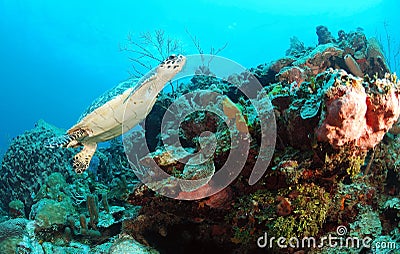 Hawksbill turtle underwater Stock Photo