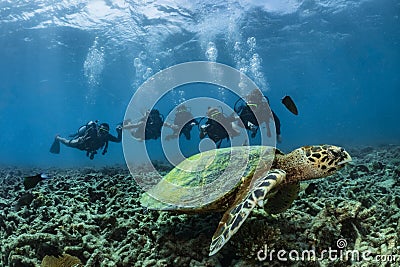 Hawksbill turtle underwater on reef with scuba divers Editorial Stock Photo