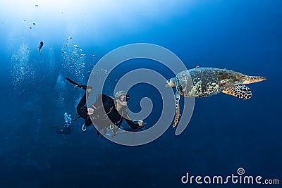 Hawksbill turtle underwater swimming with scuba diving Editorial Stock Photo