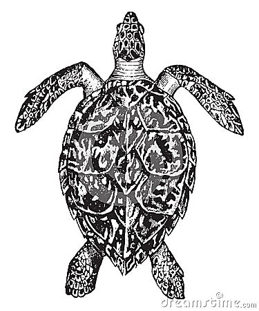 Hawksbill turtle, vintage engraving Vector Illustration