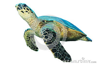 Hawksbill Turtle on white Stock Photo