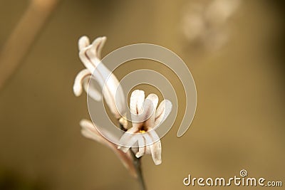 Haworthia attenuata, Asphodelaceae. Macro photography Stock Photo