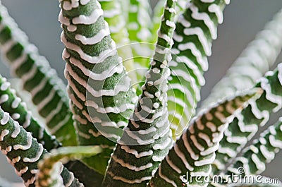 Haworthia bandaged cactus Stock Photo