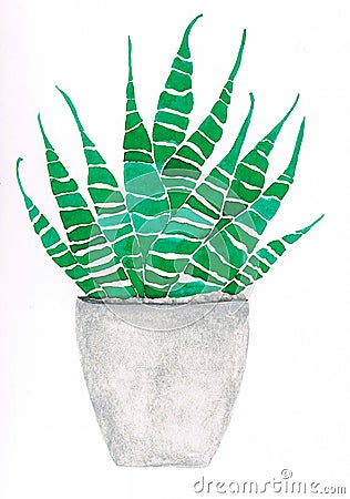 Haworthia in a concrete grey flowerpot watercolor handmade Stock Photo