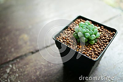 Haworthia Cooperi Stock Photo