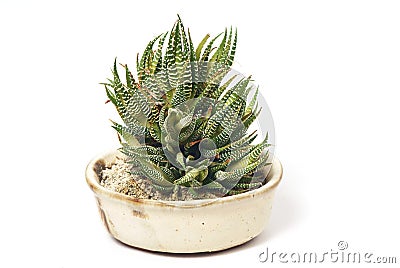 Haworthia fasciata Stock Photo