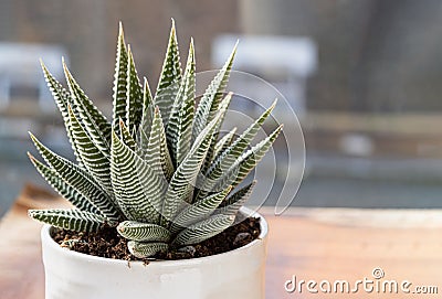 Haworthia limifolia (Spider White) with green base, and a unique pattern of white in ceramic pot Stock Photo