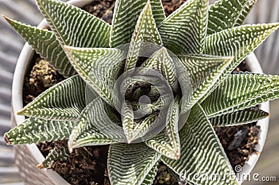 Haworthia limifolia (Spider White) with green base, and a unique pattern of white Stock Photo