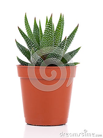 Haworthia Mix, cactus, succulent plant Stock Photo