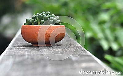 Haworthia Obtusa, Little cactus in earthenware pot Stock Photo