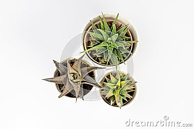 Haworthia ornamental succulents potted plants top view Stock Photo
