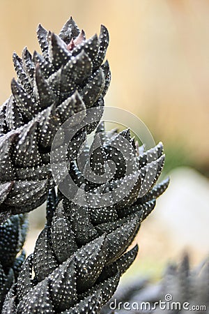 Haworthia Reinwardtii Cactus Stock Photo